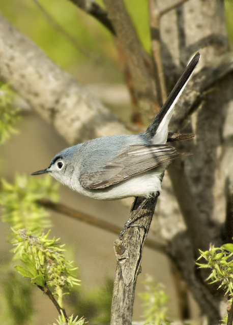 Gnatcatcher